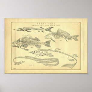 Vintage Skeletons of Fish Print