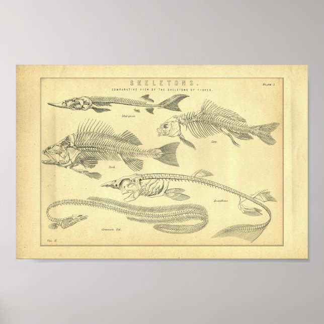 Vintage Skeletons of Fish Print (Front)