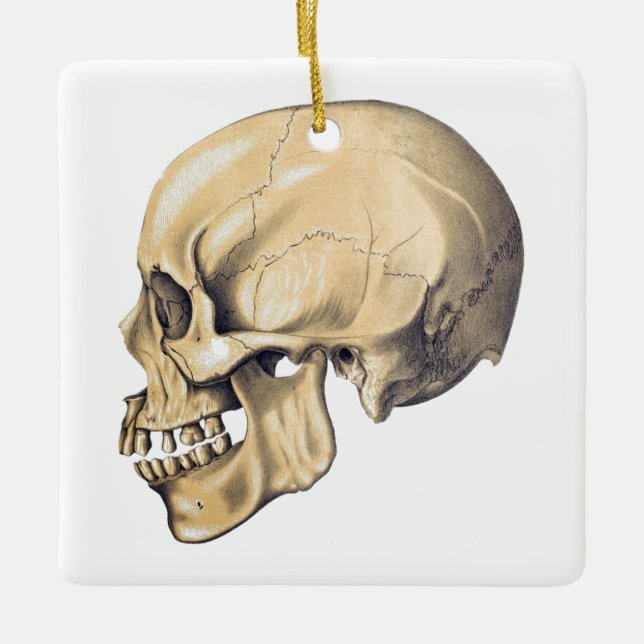 Vintage Skull Anatomy Illustration Ceramic Ornament (Front)
