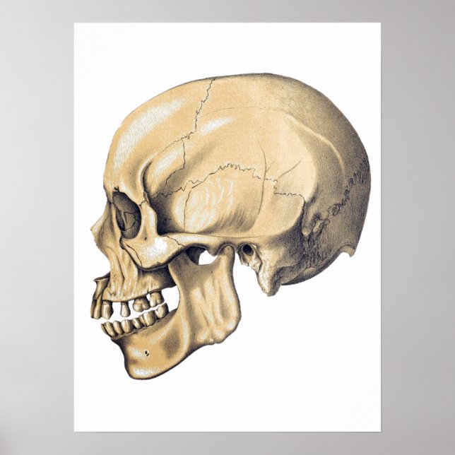 Vintage Skull Anatomy Illustration Poster (Front)