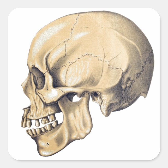 Vintage Skull Anatomy Illustration Square Sticker (Front)