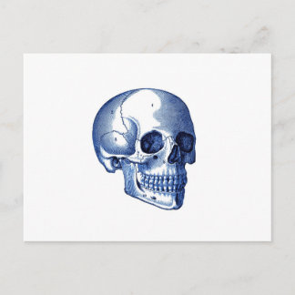 Vintage Skull Anatomy Postcard