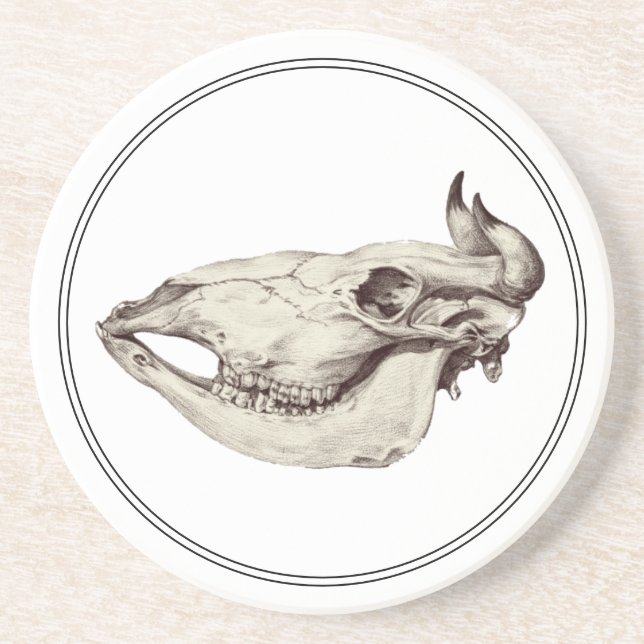 Vintage Skull of Cow Illustration Coaster (Front)