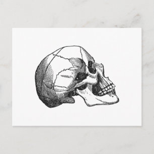 Vintage Skull Profile Illustration Postcard