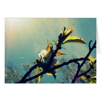 Vintage Sky