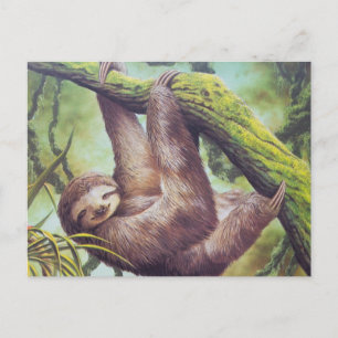 Vintage Sloth Illustration Postcard