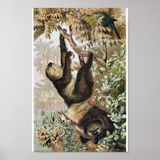 Vintage Sloth Illustration Poster (Front)