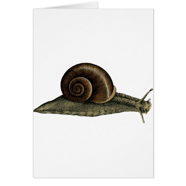 Vintage Snail (Front)