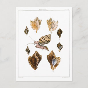 Vintage Snails and Mollusks, Marine Life Organisms Postcard