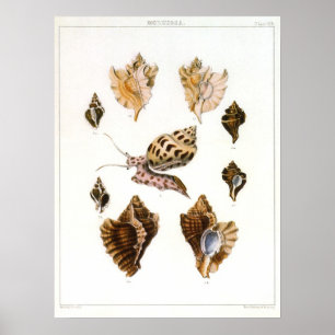 Vintage Snails and Mollusks, Marine Life Organisms Poster