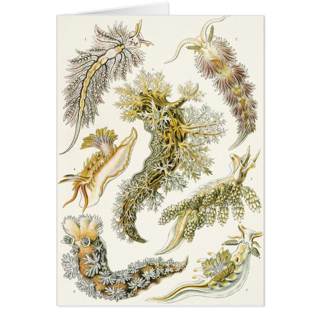Vintage Snails and Sea Slugs by Ernst Haeckel (Front)