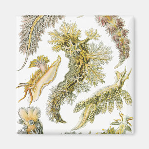 Vintage Snails and Sea Slugs by Ernst Haeckel Magnet