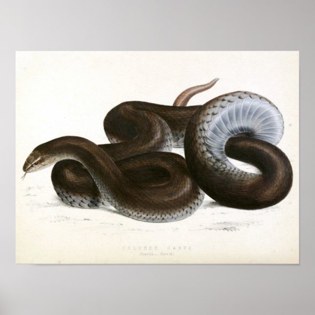 Vintage Snake drawing -Black-African Poster (Front)