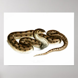 Vintage snake Drawing-Brown-spotted-African Poster