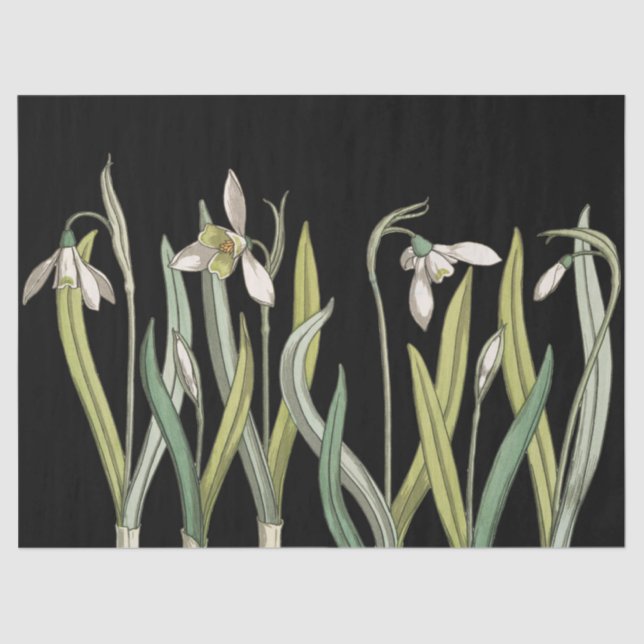 Vintage Snowdrop Flower Black Spring Tissue Paper (Front)