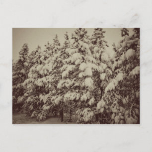 Vintage Snowscape, Conifer, CO Postcard