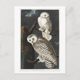 Vintage Snowy Owl Audubon Illustration Postcard