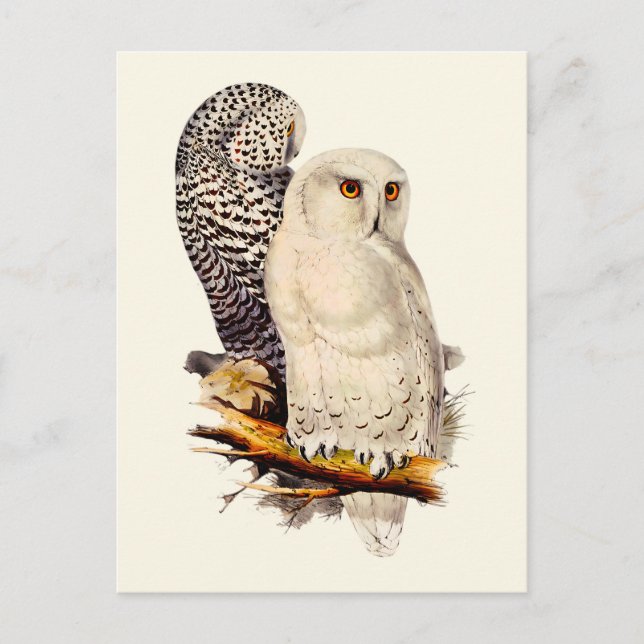 Vintage Snowy Owl Drawing Postcard (Front)