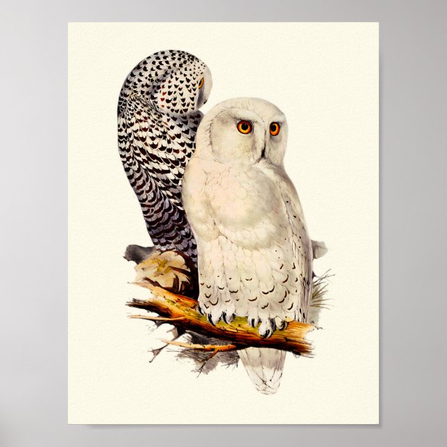 Vintage Snowy Owl Drawing Poster (Front)