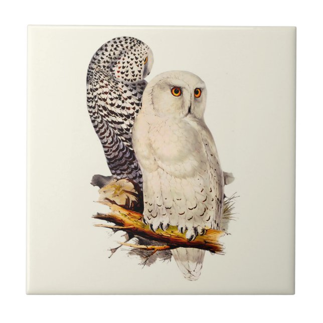 Vintage Snowy Owl Drawing Tile (Front)