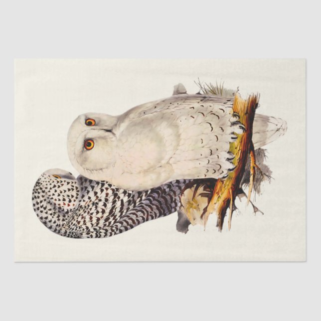 Vintage Snowy Owl Drawing Tissue Paper (Front)