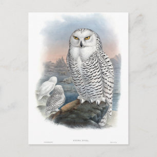 Vintage Snowy Owl Gould Postcard