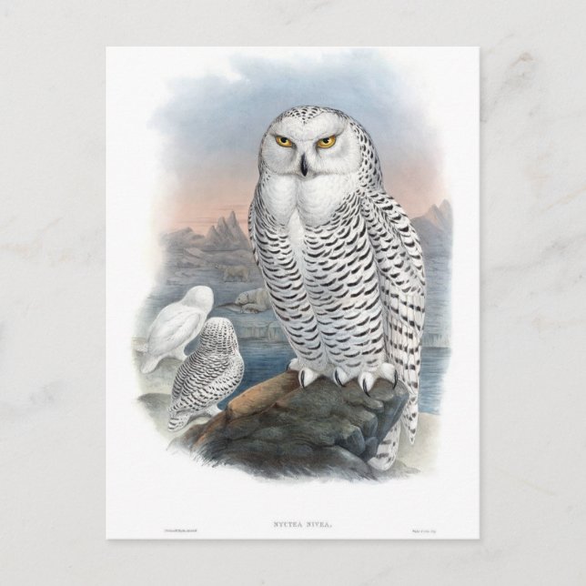 Vintage Snowy Owl Gould  Postcard (Front)