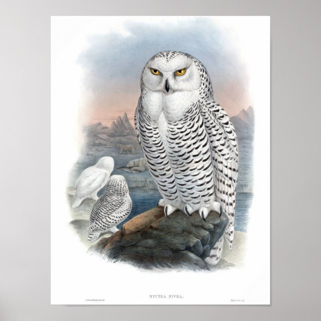 Vintage Snowy Owl Gould Poster (Front)