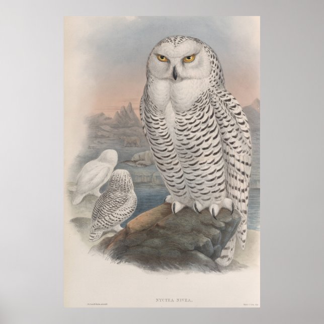 Vintage Snowy Owl Gould Poster (Front)