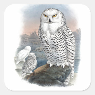 Vintage Snowy Owl Gould  Square Sticker