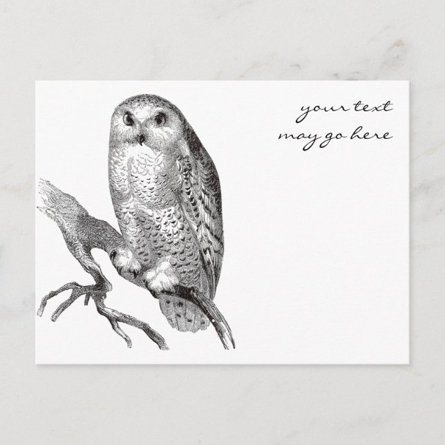 Vintage Snowy Owl Postcard (Front)