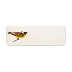 Vintage Song Bird Illustration - 1800's Birds