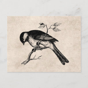 Vintage Song Bird Illustration - 1800's Birds Postcard