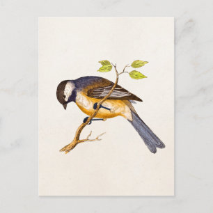 Vintage Song Bird Illustration - 1800's Birds Postcard