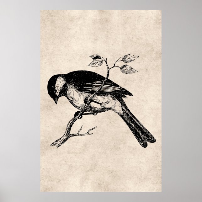 Vintage Song Bird Illustration - 1800's Birds Poster (Front)