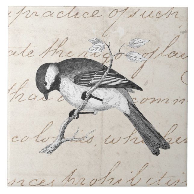 Vintage Song Bird Illustration - 1800's Birds Text Tile (Front)