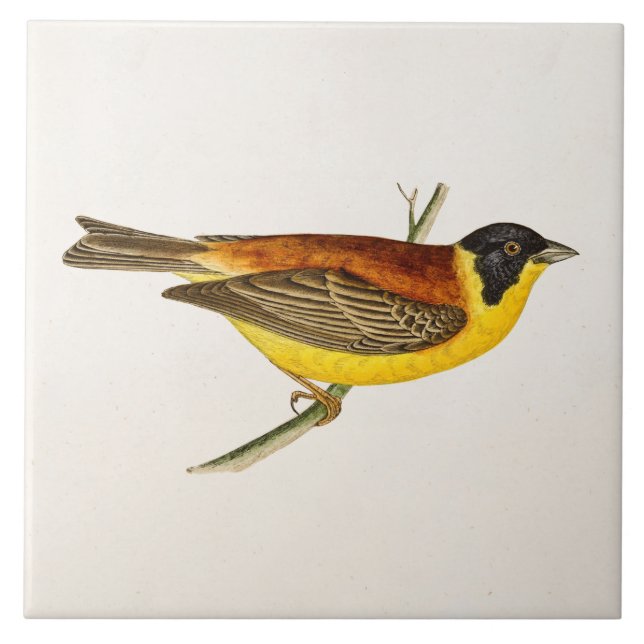 Vintage Song Bird Illustration - 1800's Birds Tile (Front)