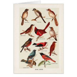 Vintage - Song Birds,