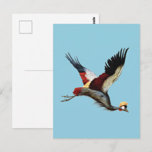 Vintage South African Crowned Crane Flying Art Postcard
