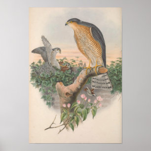 Vintage Sparrow Hawk Bird Poster