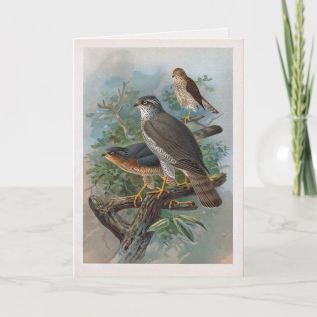 Vintage Sparrow hawk folded greeting card (Front)