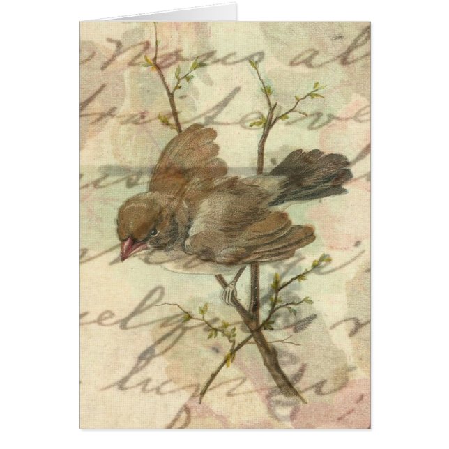 Vintage Sparrow with Handwritten Background (Front)