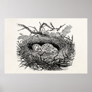 Vintage Speckled Eggs Bird Nest Personalised Birds Poster