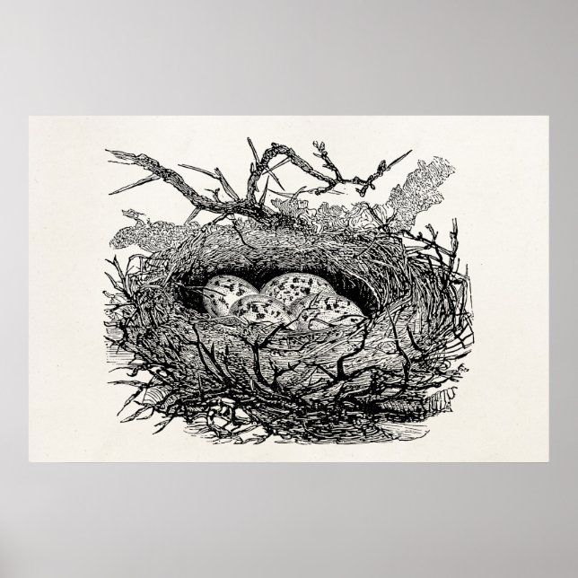 Vintage Speckled Eggs Bird Nest Personalised Birds Poster (Front)