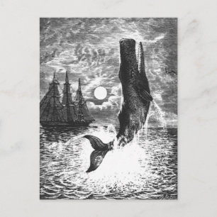 Vintage Sperm Whale Breaching, Marine Life Animals Postcard