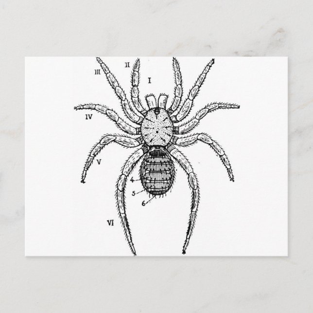 Vintage Spider Diagram Postcard (Front)