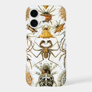 Vintage Spiders or Arachnids by Ernst Haeckel