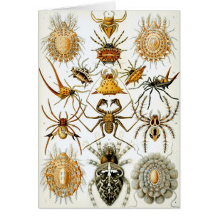 Vintage Spiders or Arachnids by Ernst Haeckel