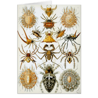 Vintage Spiders or Arachnids by Ernst Haeckel