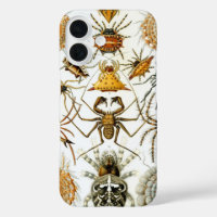 Vintage Spiders or Arachnids by Ernst Haeckel